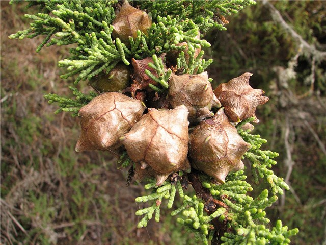 Cupressus macrocarpa 